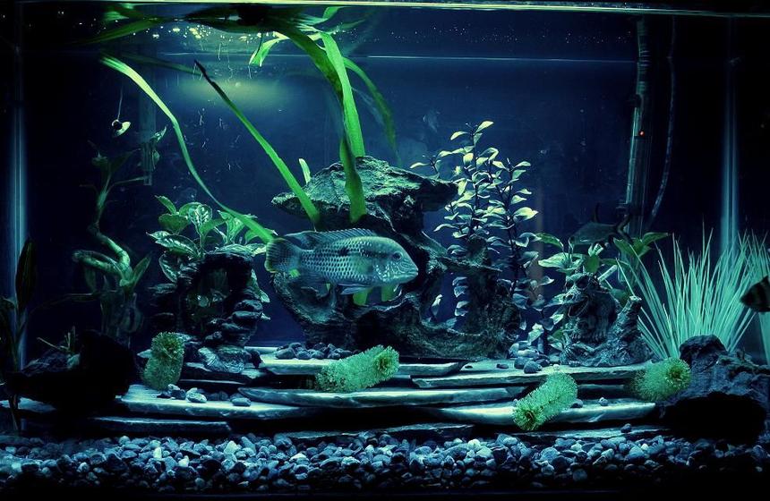 Rated #1476: Freshwater Fish - Aequidens Rivulatus - Green Terror Stocking In 29 Gallons Tank - 30 gallon freshwater just redone with new bed rock and slate.