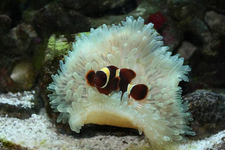 Rated #20: Saltwater Fish - Premnas Biaculeatus - Maroon Clownfish Stocking In 29 Gallons Tank - New clown fish (aka. Stoney)