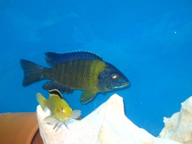 freshwater fish - aulonocara stuartgranti - maulana bicolor peacock stocking in 72 gallons tank - My shy guys