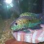 freshwater fish - nandopsis octofasciatum - jack dempsey stocking in 90 gallons tank - Jack Dempsy