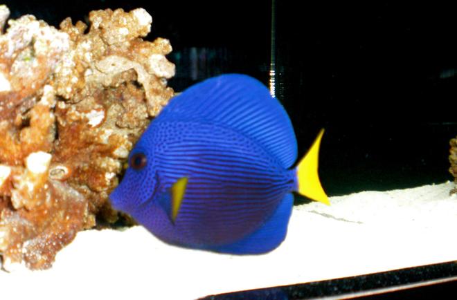 saltwater fish - zebrasoma xanthurum - purple tang stocking in 50 gallons tank - Purple Tang