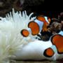 saltwater fish - amphiprion percula - true percula clownfish stocking in 50 gallons tank - Percula Clowns