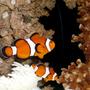 saltwater fish - amphiprion percula - true percula clownfish stocking in 50 gallons tank - Percula clowns