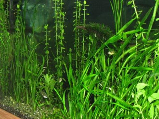 freshwater fish - tetraodon biocellatus - figure 8 puffer stocking in 75 gallons tank - If you look REAL Close you can see one of the Figure Eight Puffers, and 2 of the Dwarf Puffers. Trust me it is not easy trying to get a picture of something that WONT STAY STILL!!