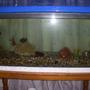 10 gallons freshwater fish tank (mostly fish and non-living decorations) - my tank