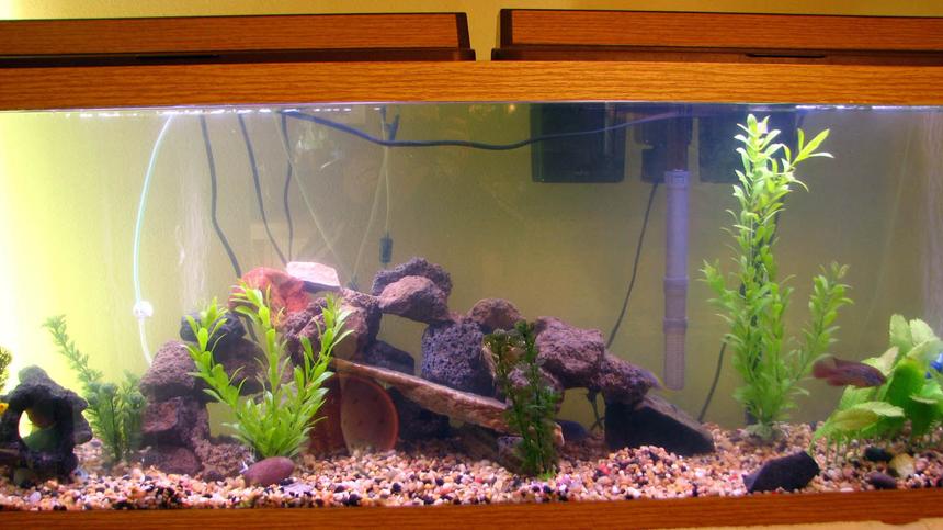 Rated #3392: 55 Gallons Freshwater Fish Tank - This is my 55 gal. cichlid tank (still a work in progress). Not the best picture, so a new one will be coming soon! Thanks for looking!