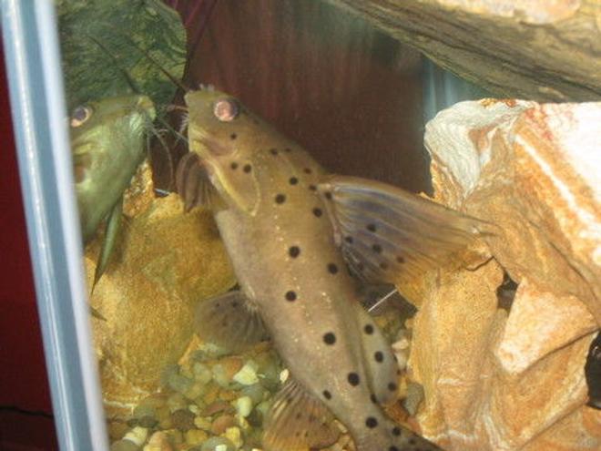 freshwater fish - synodontis nigriventris - upside down cat stocking in 90 gallons tank - My upsidedown catfish