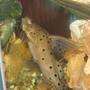 freshwater fish - synodontis nigriventris - upside down cat stocking in 90 gallons tank - My upsidedown catfish