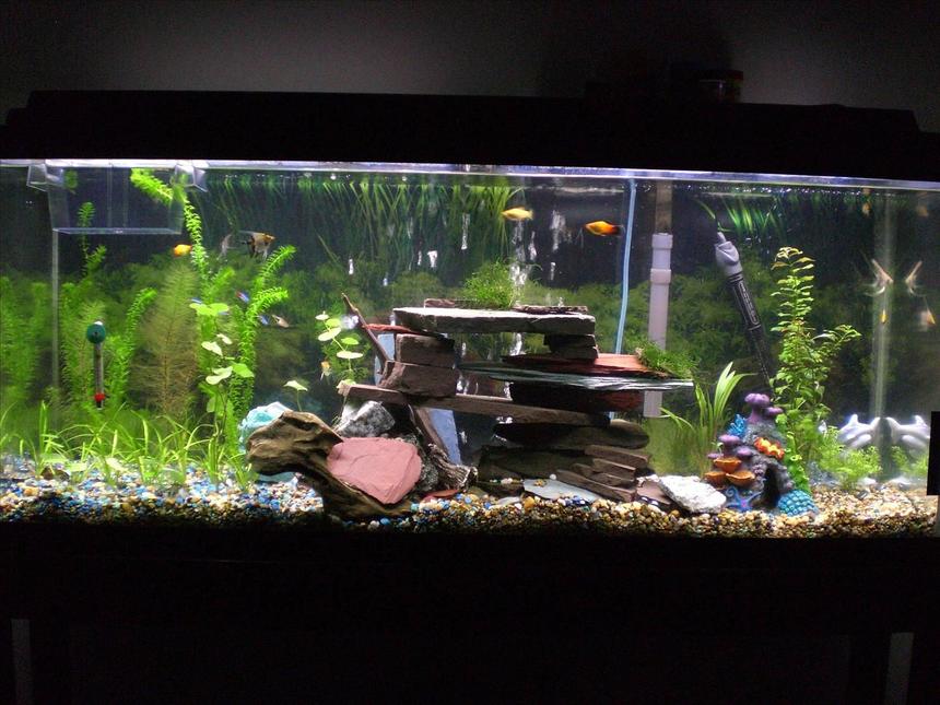 Rated #162: 55 Gallons Planted Tank - 55 gallon tank
Cheers, Thanks for looking. Im new to aquascaping. I bought the 200L 55gallon. I have been buying plants and fish occasionally during the last 5 weeks while the tank was cycling, I bought the setup on craigs list for $90 after wanting to have a talk for a long time. 
 
In my tank I have alot of fish. I just added my last fish, 6 assorted gold koi angelfish(just got them), 5 neon tetra (i know they may be eaten), 4 platy, 1 baby platy(good for a new tank), 2 small bala shark (get big), 1 herlaquin raspora, But i still want a ground crew. Like cherry or abino shrimp. 
 
Low light, 48inch 40watt daylight GE bulb. 12hr/day.
Hang on back filter 60.
Bubble stone.
Heater set 77-79F.
pH 7
Medium hardness.
slight low nitrates, 0 nitrites, 0 ammonia.
 
Setup going well so far, no major problems. High ammonia in begining.
 
Plants. Well java moss, small water sprite, Pennywort, Brazilian (Hydrocotyle Leucocephala), Spiralis (Cryptocoryne spiralis), Myrio, Red (Myriophyllum heterophyllum), Subulata, Dwarf (Sagittaria subulata), Anacharis (Egeria najas). They are all growing slowly, im gonna buy more java moss tomorrow, i like it. All the plants have had some leaf loss and browning and some melting (i juess)
 
I do water changes 20% exery wednesday. I put in 1/2 dose flora pride by tetra with water changes. I think this helps. There is some algea starting to form slowly on plastic decorations, the bala seem to like this alot, 
 
What advice can you give me, I want to add the dept of field, do you like the cave, the bubbles roll out the front of cave and most out the back. 
 
I also have 10 moonlight leds that I leave on 24/7.
Im a male nurse and Air Force veteran F-16 crew chief. Thanks for the GI bill. I hope the pics please you. any comments are apprecieted. Keep them positive.