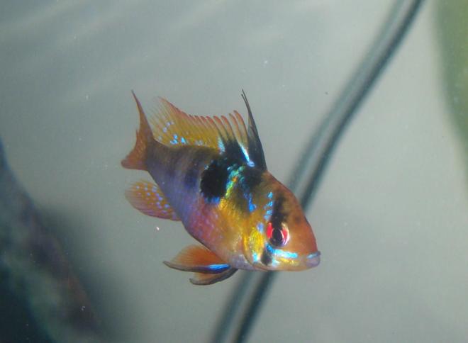 freshwater fish - papiliochromis ramirezi - german blue ram stocking in 55 gallons tank - female German blue Ram
