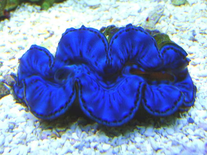 corals inverts - tridacna maxima - blue maxima clam stocking in 90 gallons tank - My Blue Maxima!!!