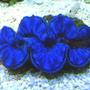 corals inverts - tridacna maxima - blue maxima clam stocking in 90 gallons tank - My Blue Maxima!!!
