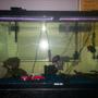 80 gallons freshwater fish tank (mostly fish and non-living decorations) - 80 Gal. tank