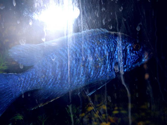freshwater fish - sciaenochromis fryeri - electric blue hap stocking in 78 gallons tank - electric blue (hates havin' a photo taken)