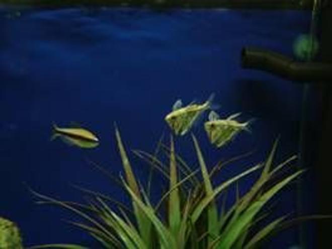 freshwater fish - carnegiella strigata - marble hatchet stocking in 180 gallons tank - this is my hatchits and 1 of my emprat tetras