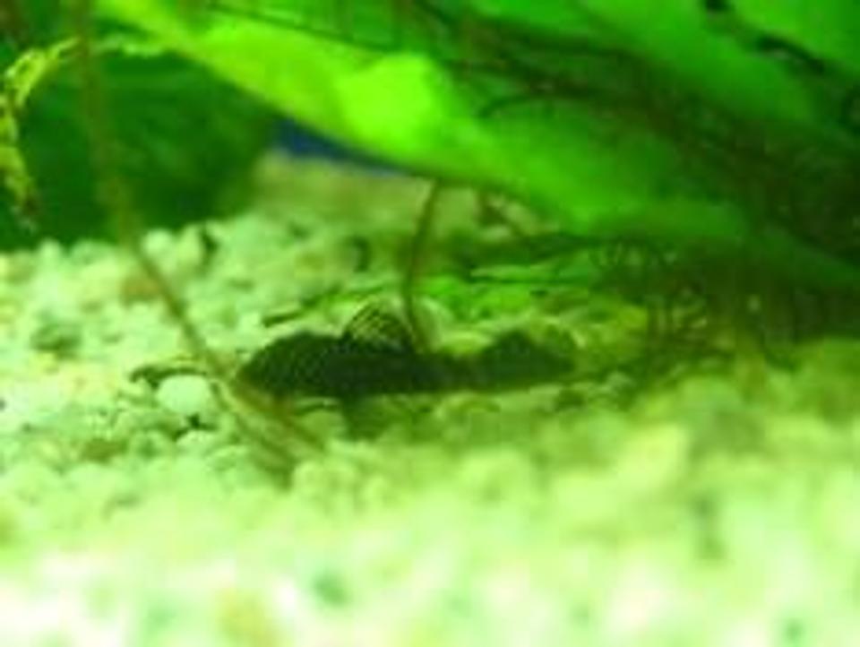 freshwater fish - baryancistrus sp. - gold nugget pleco (l-18) stocking in 180 gallons tank - this is my pleco my golden nugget pleco