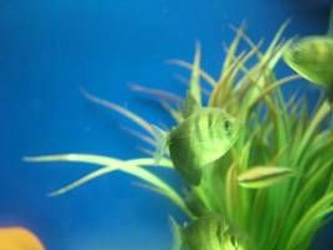 freshwater fish - gymnocorymbus sp. - black skirt tetra stocking in 180 gallons tank - this is 1 of my 4 black widow tetras