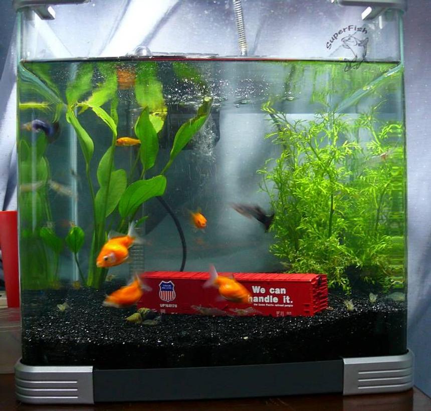 Rated #4251: 7 Gallons Freshwater Fish Tank - Old pic of my aquarium. I removed everything and left the tank bare now. Right only has one Pearlscale and few corals to stabilise the pH.