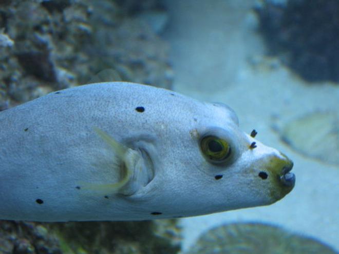 saltwater fish - arothron nigropunctatus - arothron dog face puffer stocking in 75 gallons tank - My Saltwater Pit Bull