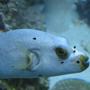 saltwater fish - arothron nigropunctatus - arothron dog face puffer stocking in 75 gallons tank - My Saltwater Pit Bull