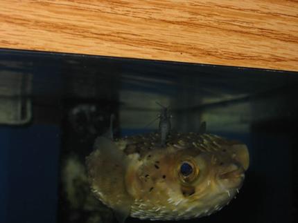 saltwater fish - diodon holocanthus - porcupine puffer stocking in 75 gallons tank - Brine shrimp taking a free ride, but not for long!!!!