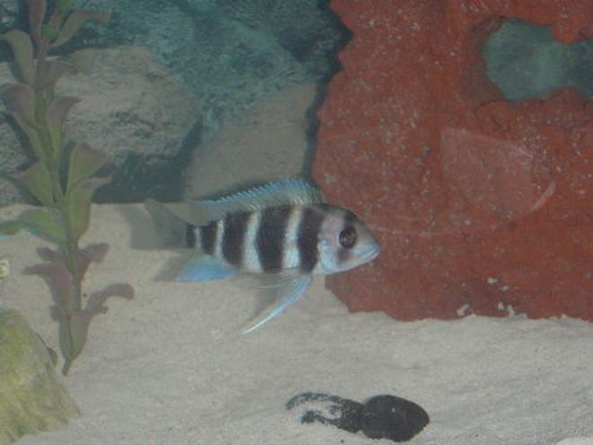 freshwater fish - cyphotilapia frontosa - frontosa cichlid stocking in 55 gallons tank - 2" frontosa "lil Guy