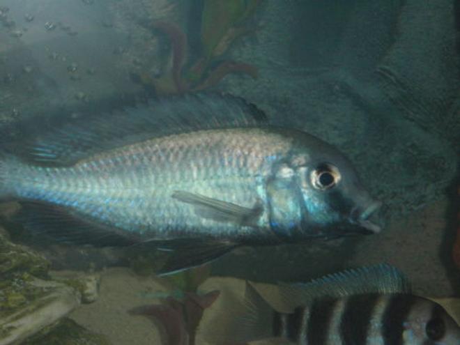 freshwater fish - cyrtocara moorii - blue dolphin cichlid stocking in 55 gallons tank - Mr. moorii