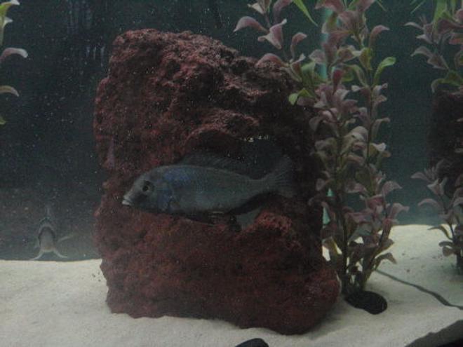 freshwater fish - cyrtocara moorii - blue dolphin cichlid stocking in 55 gallons tank - juvie male c. moorii