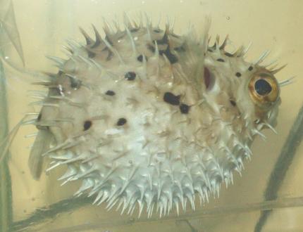 saltwater fish - diodon holocanthus - porcupine puffer stocking in 55 gallons tank - Porcupine Puffer (named Grim) Puffed up
Diodon Holacanthus
New2hobby