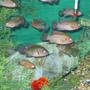 freshwater fish - hemichromis bimaculatus - jewel cichlid stocking in 55 gallons tank - a group of jewel mettalic cidlids