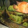 freshwater fish - amphilophus labiatus - red devil stocking in 55 gallons tank - dozer the large red devil