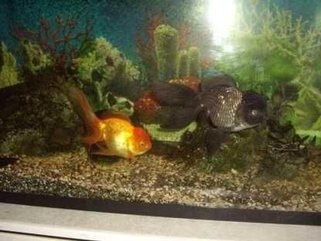 freshwater fish - carassius auratus - oranda goldfish stocking in 55 gallons tank - two of my older goldfish  that have gone too fish heaven bliss there fins.