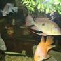 freshwater fish - geophagus dicrozoster - monster fish stocking in 55 gallons tank - a flock lol of fish