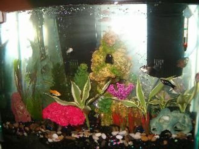 freshwater fish - poecilia latipinna - black molly stocking in 30 gallons tank - new design