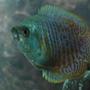 freshwater fish - colisa lalia - neon blue dwarf gourami stocking in 20 gallons tank - Ed, Male Dwarf Gourami; Colisa Lalia He's such a handsome fish!!
