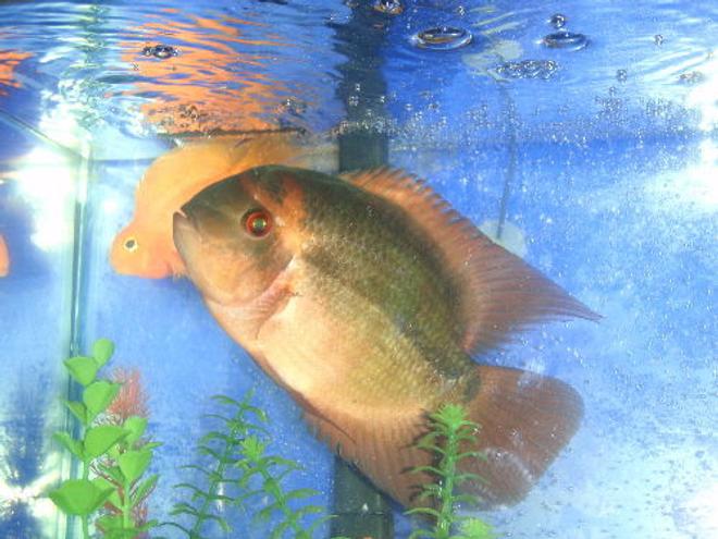 freshwater fish - hypselecara temporalis - chocolate cichlid stocking in 55 gallons tank - chocolate cichlid