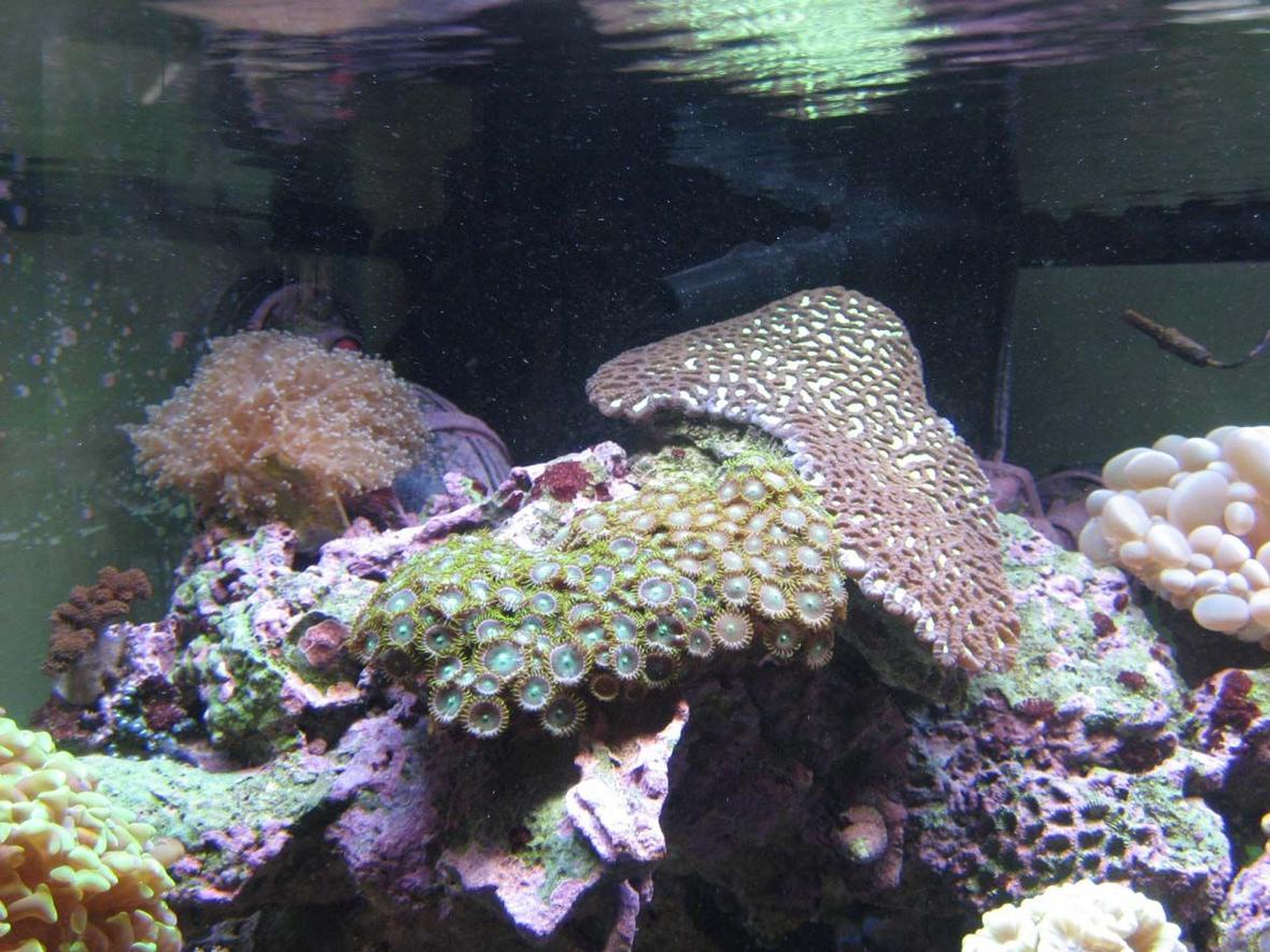 corals inverts - platygyra sp. - brain worm platygyra coral stocking in 92 gallons tank - Playtgyra, frog spawn and Zoas