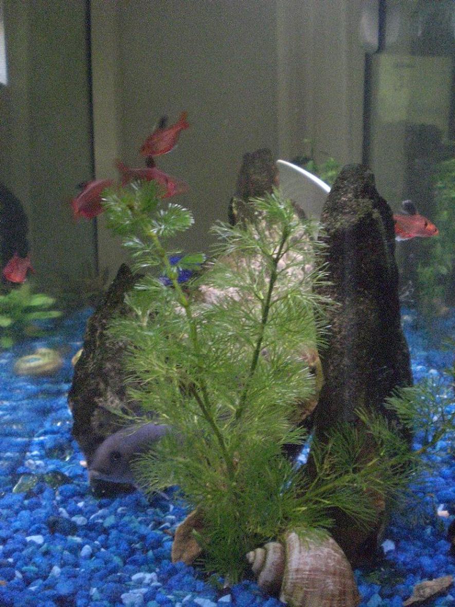 freshwater fish - hyphessobrycon erythrostigma - bleeding heart tetra stocking in 30 gallons tank - I think this cobalt is female, but her name's Mario. All of the minors took a month to come into there full colour. Pet store fish look terrible....