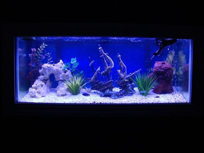 75 gallons freshwater fish tank (mostly fish and non-living decorations) - 75 Gallon Cichlid Tank