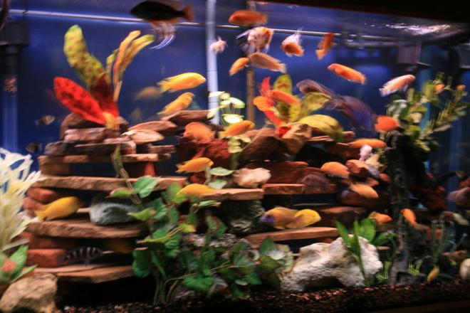 freshwater fish - aulonocara hansbaenschi - red peacock cichlid stocking in 125 gallons tank - New Tank Setup