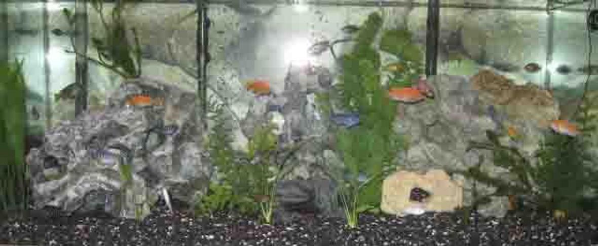 fish tank picture - my tank