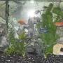 fish tank picture - my tank