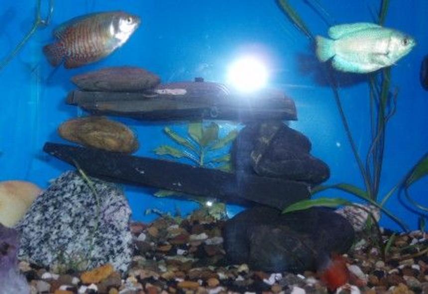 Rated #209: Freshwater Fish - Colisa Lalia - Powder Blue Dwarf Gourami Stocking In 55 Gallons Tank - The Gouramis April09