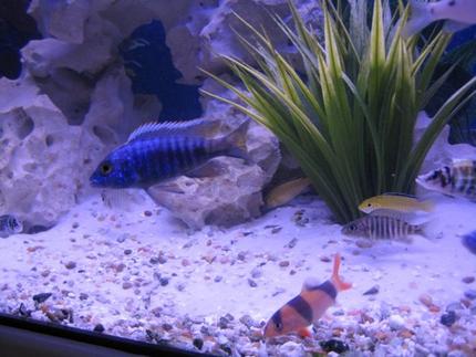 freshwater fish - labidochromis caeruleus - electric yellow cichlid stocking in 75 gallons tank - Fish pic 2