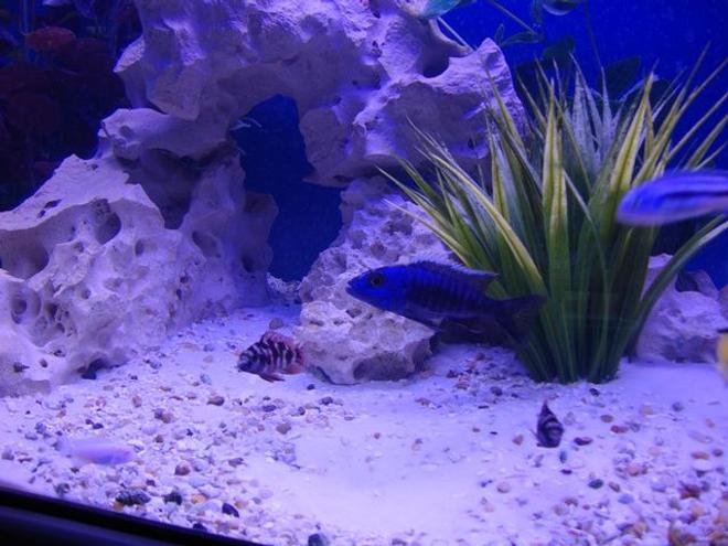 freshwater fish - archocentrus nigrofasciatus - black convict cichlid stocking in 75 gallons tank - Cichlid pic