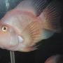 freshwater fish - heros severus x amphilophus citrinellum - blood parrot stocking in 55 gallons tank - 8" parrot