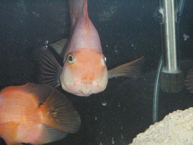 freshwater fish - heros severus x amphilophus citrinellum - blood parrot stocking in 55 gallons tank - pukker up