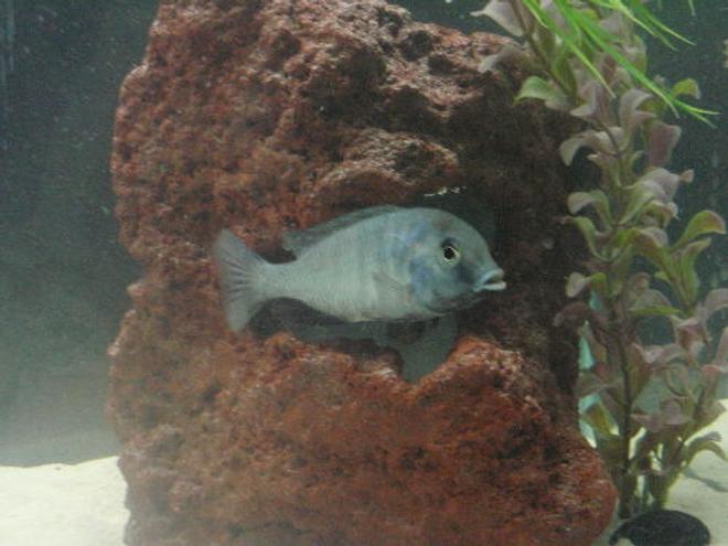 freshwater fish - cyrtocara moorii - blue dolphin cichlid stocking in 55 gallons tank - 4 1/2" c. moorii