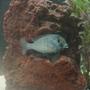 freshwater fish - cyrtocara moorii - blue dolphin cichlid stocking in 55 gallons tank - 4 1/2" c. moorii