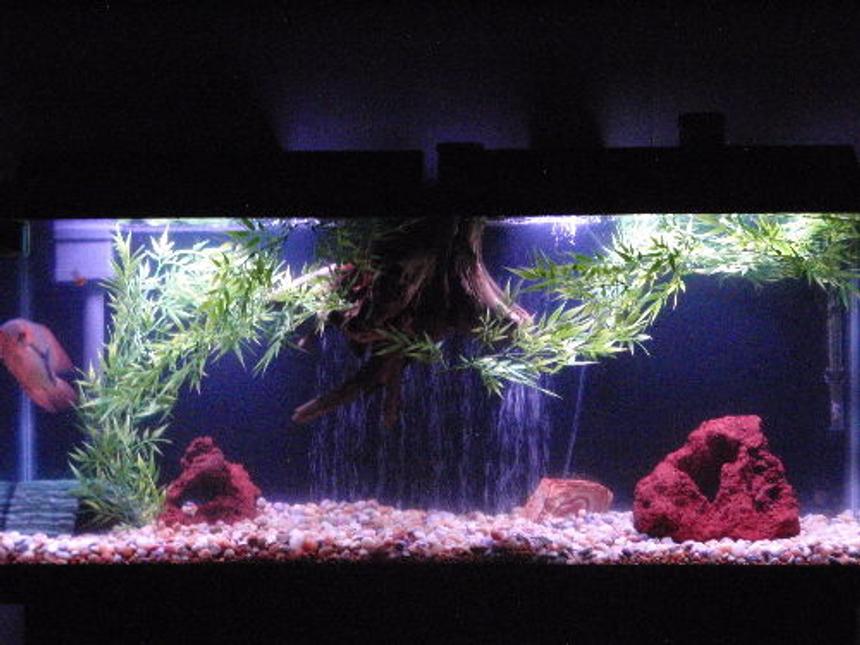 Rated #2296: 55 Gallons Freshwater Fish Tank - another 55 set up